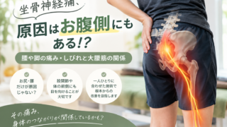 坐骨神経痛による腰や脚の痛み・しびれと大腰筋の関係を解説するイメージ画像。骨盤や腰椎、大腰筋、坐骨神経の位置を示し、腰やお尻だけでなく股関節や身体の前側にも原因がある可能性を紹介。帯広・十勝のなかや整骨院のブログ用画像。
